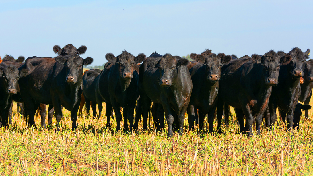 Know Where Your Beef Comes From: Why Fairway Packing Is Committed to the Finest American Beef