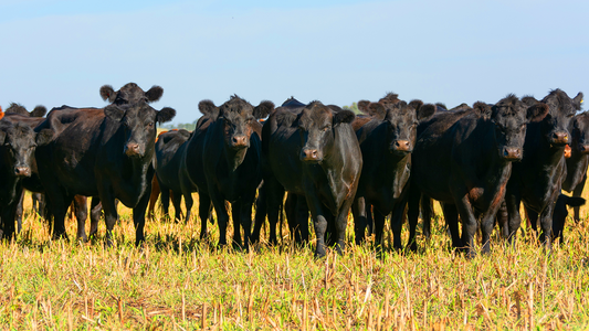 Know Where Your Beef Comes From: Why Fairway Packing Is Committed to the Finest American Beef